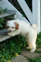 Chevy, a male Miniature Goldendoodle for sale in Rock Island, TN – 3 of 5