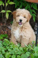 Ford, a female Goldendoodle for sale in Rock Island, TN – 4 of 4