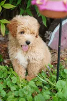 Ford, a female Goldendoodle for sale in Rock Island, TN – 2 of 4