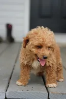 Marilyn - Micro , a female Miniature Goldendoodle for sale in Rock Island, TN – 4 of 5
