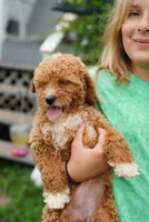 Mercedes , a female Miniature Goldendoodle for sale in Rock Island, TN – 7 of 7