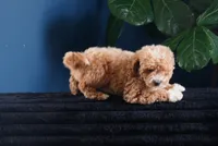 Audrey , a female English Goldendoodle for sale in Rock Island, TN – 2 of 4
