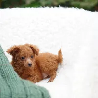 Fry, a male Miniature Goldendoodle for sale in Rock Island, TN – Photo 3 of 8