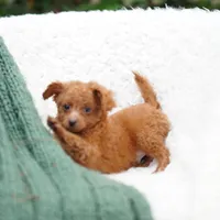 Fry, a male Miniature Goldendoodle for sale in Rock Island, TN – Photo 5 of 8