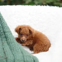 Fry, a male Miniature Goldendoodle for sale in Rock Island, TN – Photo 8 of 8