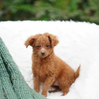 Fry, a male Miniature Goldendoodle for sale in Rock Island, TN – Photo 6 of 8