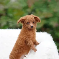 Fry, a male Miniature Goldendoodle for sale in Rock Island, TN – Photo 1 of 8