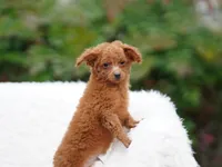 processed/031a16a0-ad38-49a3-9148-e22988f4e6a2/listing/365a36c3-5325-464a-9ee8-fd238caa2db3/3ce3b1a6-af3a-49a8-9d87-0518284ded94