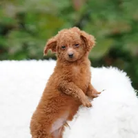 Fry, a male Miniature Goldendoodle for sale in Rock Island, TN – Photo 2 of 8