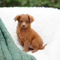Fry, a male Miniature Goldendoodle for sale in Rock Island, TN – Photo 7 of 8