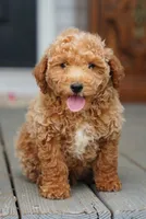 Bogart, a male Miniature Goldendoodle for sale in Rock Island, TN – 7 of 8