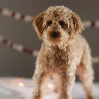 Mufasa, a male Miniature Goldendoodle for sale in Rock Island, TN – Photo 1 of 2