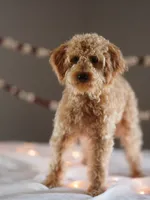 processed/031a16a0-ad38-49a3-9148-e22988f4e6a2/listing/38be9812-478b-4dfc-a630-d7163f508d00/4e731088-5753-4dab-9248-9909f185985c