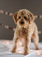 processed/031a16a0-ad38-49a3-9148-e22988f4e6a2/listing/38be9812-478b-4dfc-a630-d7163f508d00/64490286-e3e4-4765-b003-9d52c7b786d0