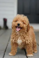Marilyn - Micro , a female Miniature Goldendoodle for sale in Rock Island, TN – 3 of 5