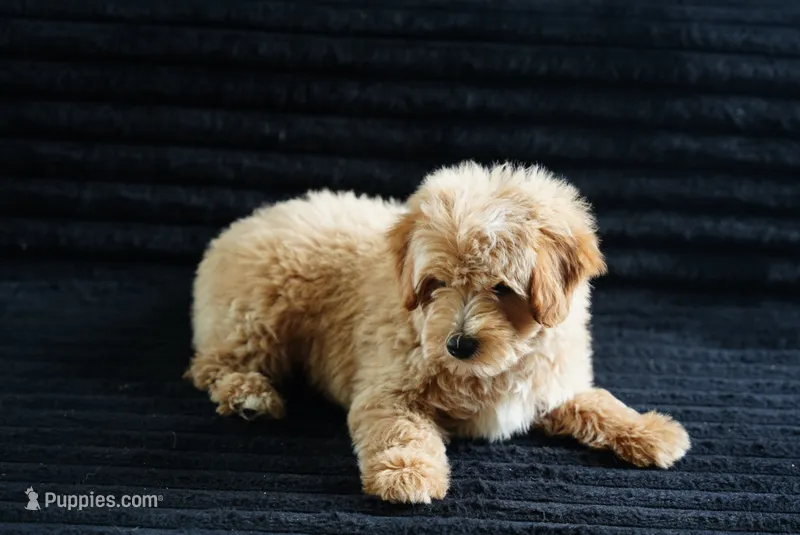 Ford – Goldendoodle puppy for sale in Rock Island, TN