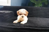 Dock, a male Miniature Goldendoodle for sale in Rock Island, TN – 2 of 2