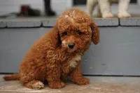 Lucille , a female Miniature Goldendoodle for sale in Rock Island, TN – 2 of 3