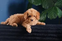 Bogart, a male Miniature Goldendoodle for sale in Rock Island, TN – 4 of 8