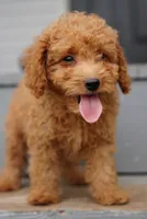 Mini Goldendoodle , a male Miniature Goldendoodle for sale in Rock Island, TN – 4 of 4