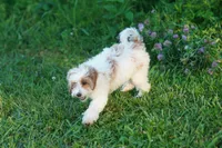 Chevy, a male Miniature Goldendoodle for sale in Rock Island, TN – 5 of 5