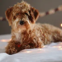 Gandalf, a male Goldendoodle for sale in Rock Island, TN – Photo 5 of 5