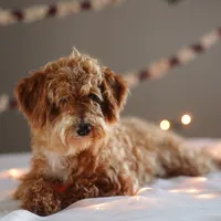 Gandalf, a male Goldendoodle for sale in Rock Island, TN – Photo 2 of 5