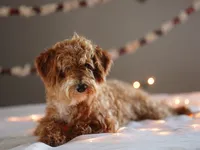 Gandalf, a male Goldendoodle for sale in Rock Island, TN – Photo 2 of 5