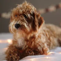 Gandalf, a male Goldendoodle for sale in Rock Island, TN – Photo 1 of 5