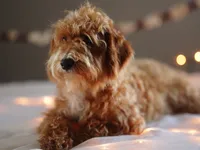 Gandalf, a male Goldendoodle for sale in Rock Island, TN – Photo 1 of 5