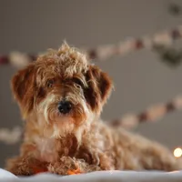 Gandalf, a male Goldendoodle for sale in Rock Island, TN – Photo 3 of 5