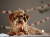 Gandalf, a male Goldendoodle for sale in Rock Island, TN – Photo 3 of 5