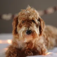 Gandalf, a male Goldendoodle for sale in Rock Island, TN – Photo 4 of 5