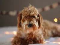 Gandalf, a male Goldendoodle for sale in Rock Island, TN – Photo 4 of 5