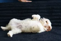 Chevy, a male Miniature Goldendoodle for sale in Rock Island, TN – 2 of 2