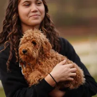 Gus Gus, a male Miniature Goldendoodle for sale in Rock Island, TN – Photo 1 of 4