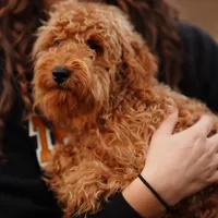Gus Gus, a male Miniature Goldendoodle for sale in Rock Island, TN – Photo 3 of 4