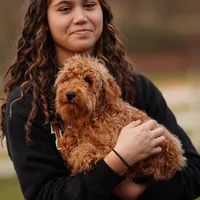 Gus Gus, a male Miniature Goldendoodle for sale in Rock Island, TN – Photo 2 of 4