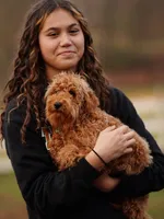 Gus Gus, a male Miniature Goldendoodle for sale in Rock Island, TN – Photo 2 of 4