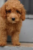 Mini Goldendoodle , a male Miniature Goldendoodle for sale in Rock Island, TN – 1 of 4