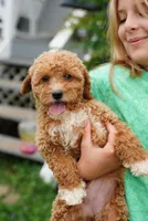 Mercedes , a female Miniature Goldendoodle for sale in Rock Island, TN – 3 of 7