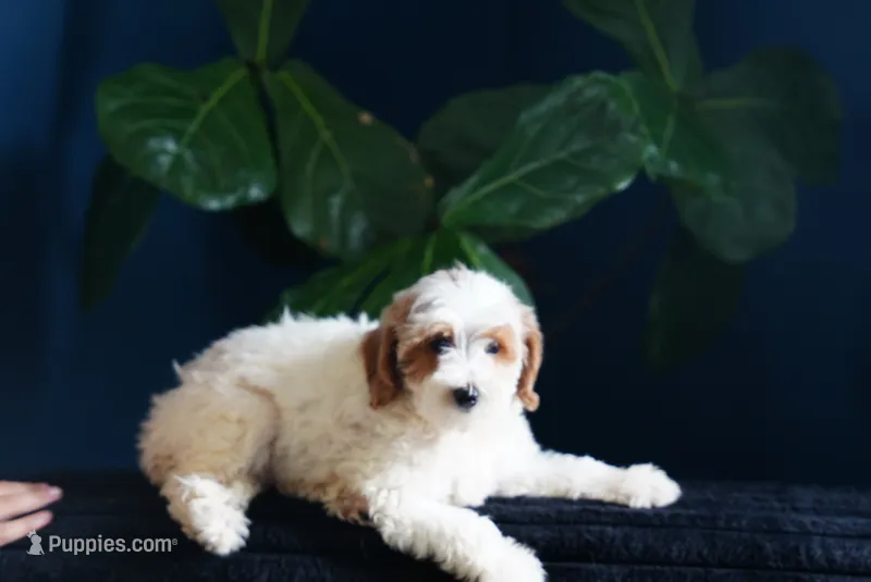 Dodge  – Miniature Goldendoodle puppy for sale in Rock Island, TN