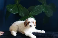 Dodge , a male Miniature Goldendoodle for sale in Rock Island, TN – 1 of 1