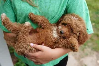 Lucille , a female Miniature Goldendoodle for sale in Rock Island, TN – 3 of 3