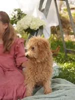 Simba , a male Miniature Goldendoodle for sale in Rock Island, TN – Photo 4 of 4