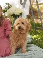 Simba , a male Miniature Goldendoodle for sale in Rock Island, TN – Photo 3 of 4