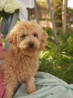 Simba , a male Miniature Goldendoodle for sale in Rock Island, TN – Photo 1 of 4