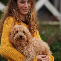 Simba, a male Miniature Goldendoodle for sale in Rock Island, TN – Photo 3 of 4