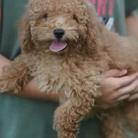 Simba, a male Miniature Goldendoodle for sale in Rock Island, TN – Photo 4 of 4