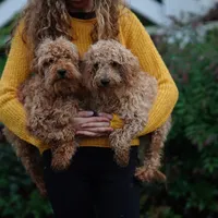 Simba, a male Miniature Goldendoodle for sale in Rock Island, TN – Photo 2 of 4